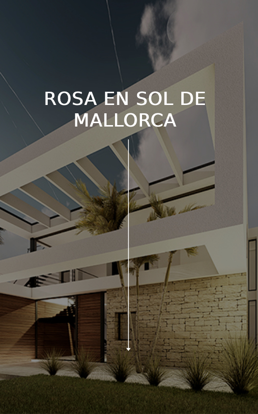 ROSA EN SOL DE MALLORCA CM